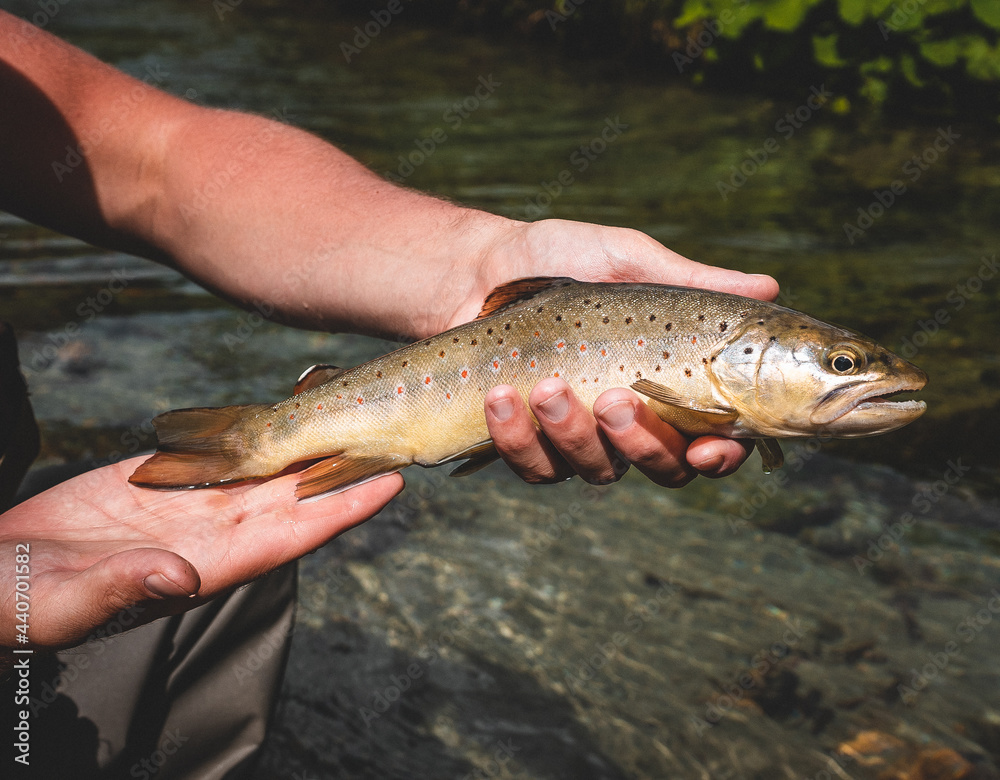 Wilde Bachforelle gefangen beim Fliegenfischen Wilde Bachforelle gefangen beim Fliegenfischen