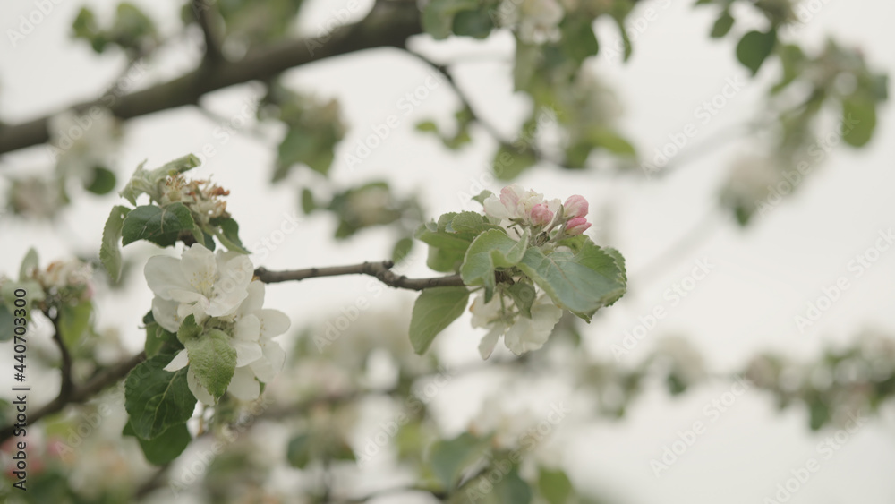 white apple flowers on a young tree closeup white apple flowers on a young tree closeup