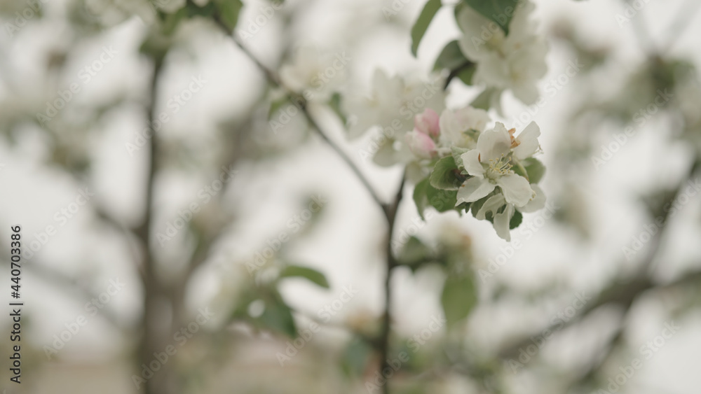 white apple flowers on a young tree closeup white apple flowers on a young tree closeup