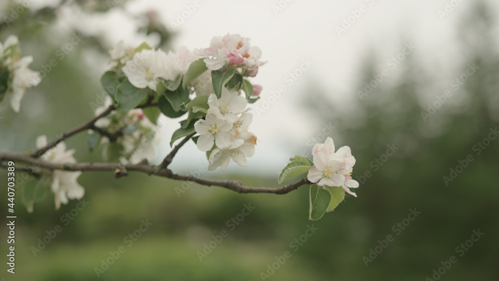 Fototapeta premium white apple flowers on a young tree closeup