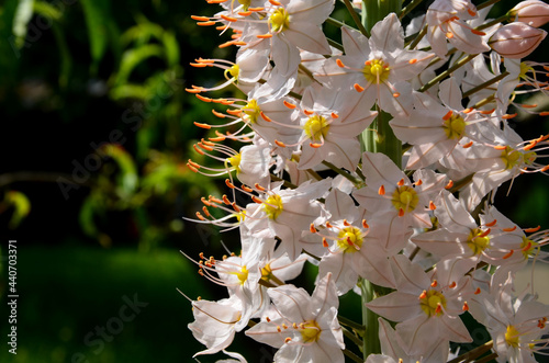 massive is a stout and perennial exotic plant up to 250 cm This herb originates from the semi-desert regions of Central Asia and is grown for its high inflorescences made up of thousands of pinkish  photo