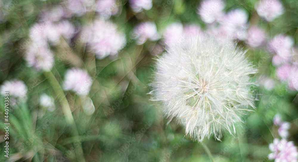 Floral blurred background. Fluffy dandelion on a background of lilac flowers. Template for text. Wallpaper. Invitation. Announcement. Floral blurred background. Fluffy dandelion on a background of lilac flowers. Template for text. Wallpaper. Invitation. Announcement.