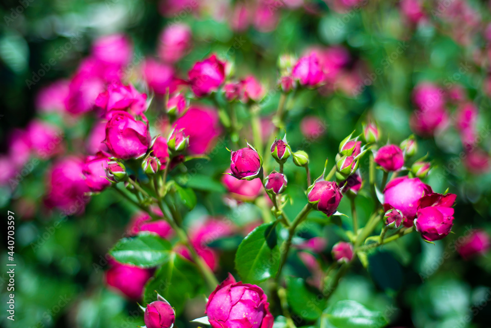 Floral backgrounds. Small pink roses in green leaves. Floral backgrounds. Small pink roses in green leaves.