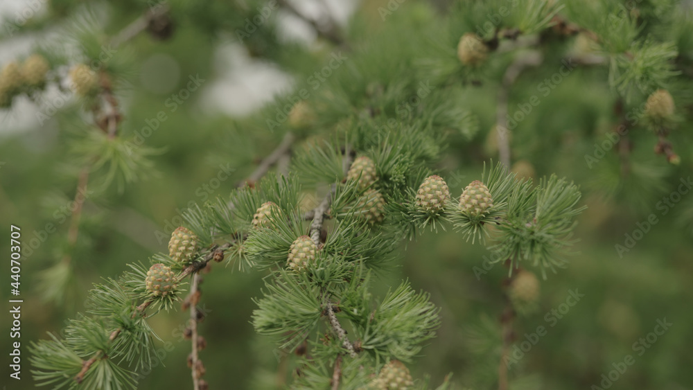 yong larch branches in spring with fresh cones yong larch branches in spring with fresh cones