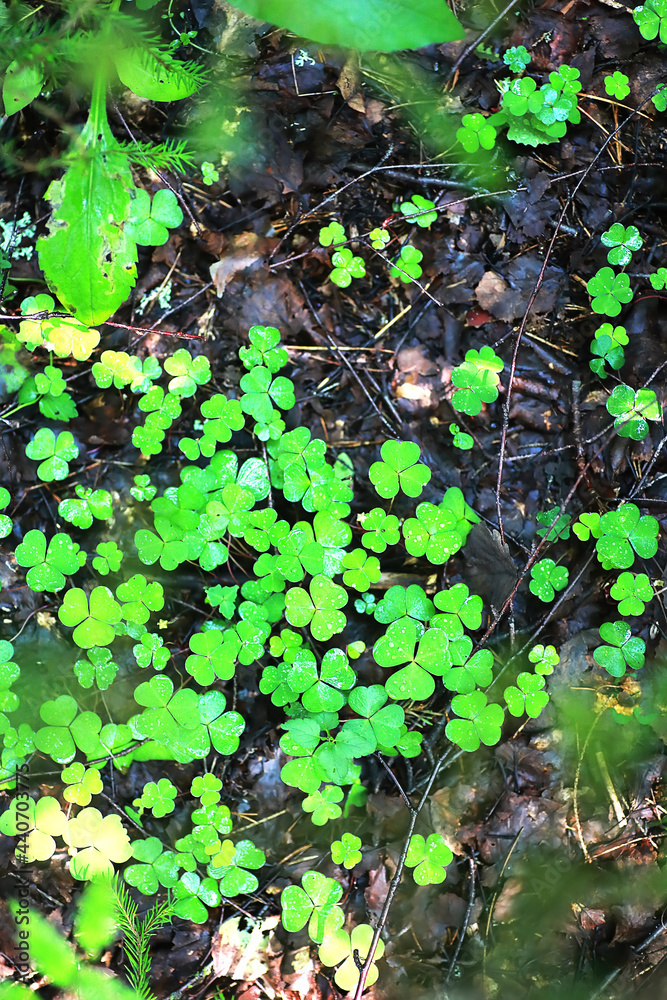 Background from plant clover four leaf. Irish traditional symbol. St.Patrick 's Day. Background from plant clover four leaf. Irish traditional symbol. St.Patrick 's Day.