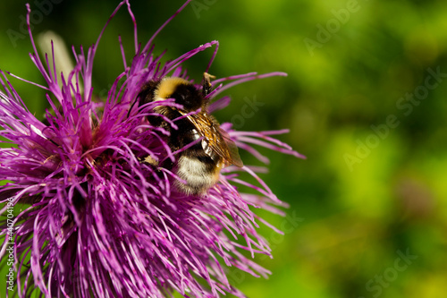 Bumblebee collecting pollen