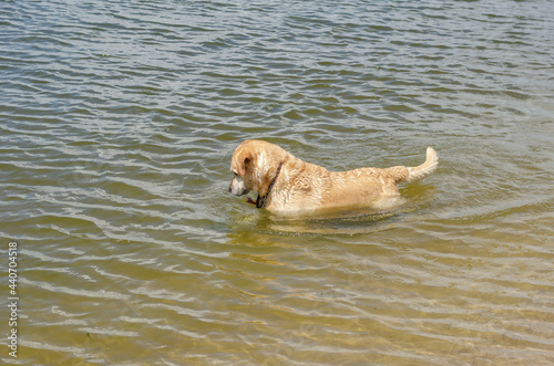 Labrador walks in the river. The cream-colored pet cools off in
