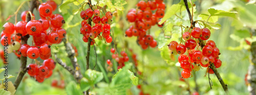 red currant growing in the bush