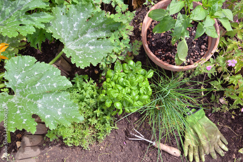 aromatic plants and vegetable plants growing in garden