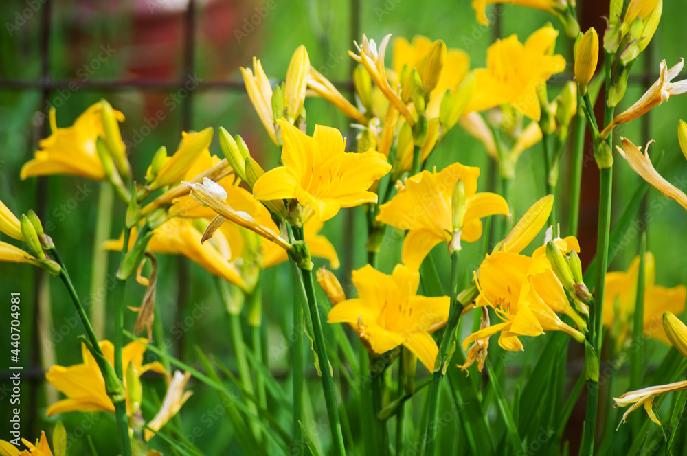 Obraz premium yellow daffodils in spring