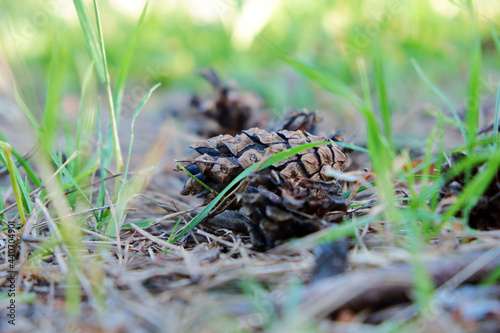 Pine cones on the grass in the forest