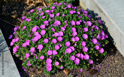 is a low growing variety, much loved because of its bright reddish purple coloured flowers. This variety is an exceptionally good ground cover plant. Cranesbills are indispensable perennial garden  photo