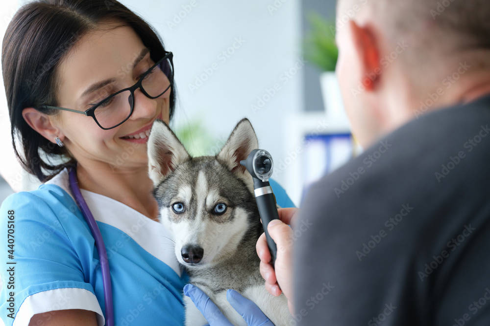 Veterinarian conducts physical examination of dog ear