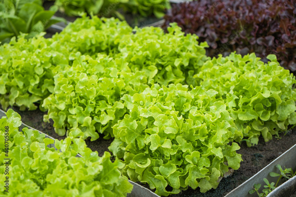 Fresh organic green oak lettuce growing on a natural farm. Photosynthesis salad vegetables growth on the soil in the plantation. chlorophyll leaf crop bio cover concept. Fresh organic green oak lettuce growing on a natural farm. Photosynthesis salad vegetables growth on the soil in the plantation. chlorophyll leaf crop bio cover concept.