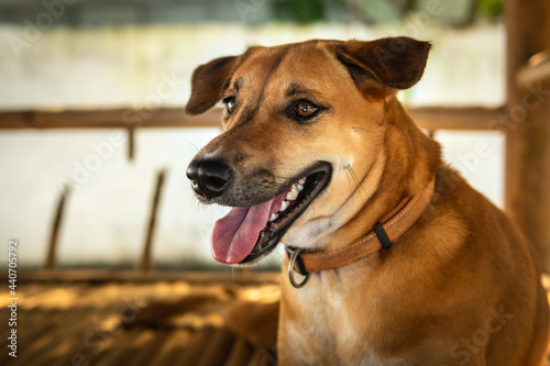 Strassenhund in Koh Chang