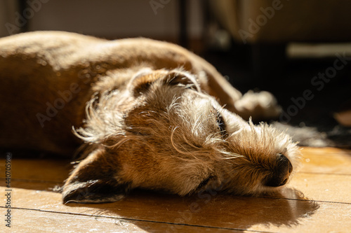 Hund schlafend photo