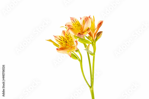 alstroemeria flower isolated photo