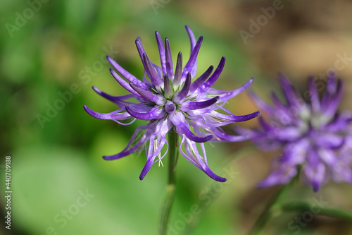 Nahaufnahme einer Blüte der sehr seltenen Naturheilpflanze Teufelskralle photo