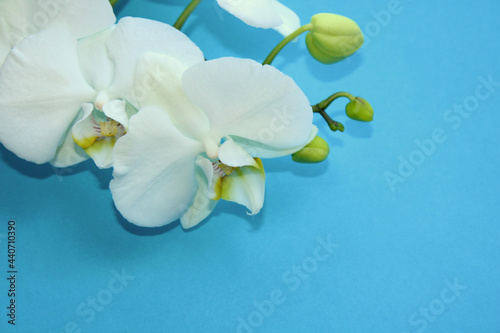 White orchid flower branch on blıue background
