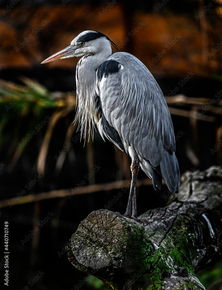 Fototapeta premium Grey heron on the beam. Latin name - Ardea cinerea