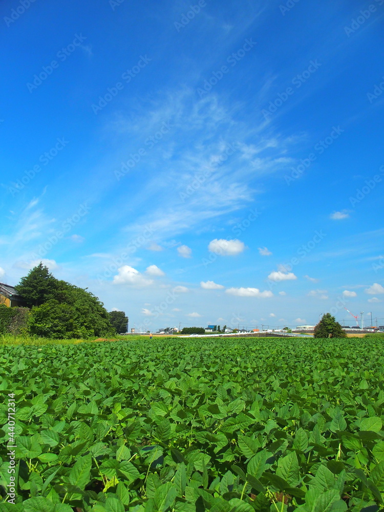 初夏の郊外の梅雨晴れの枝豆畑風景