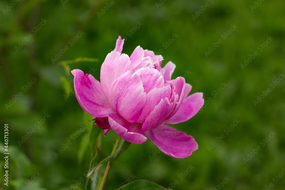 Beautiful pink peony in the garden Beautiful pink peony in the garden