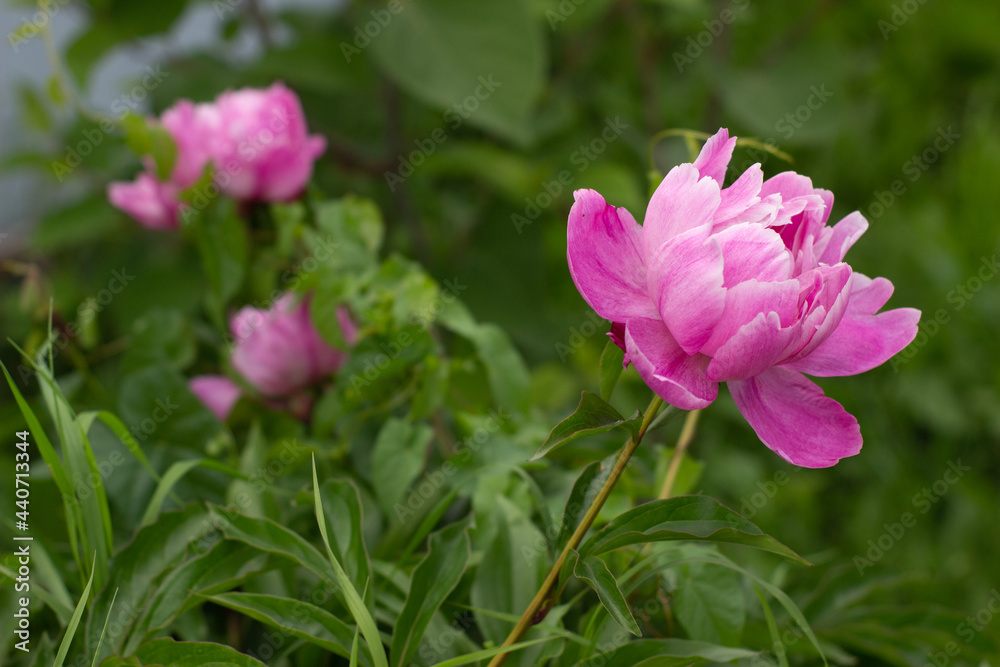 Beautiful pink Peony flower in the garden
