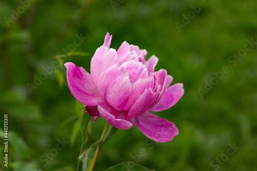 Beautiful pink peony in the garden