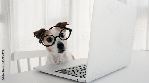 Dog in round glasses looks at laptop screen. Jack russell terrier looks around while distracted from computer working and back into work