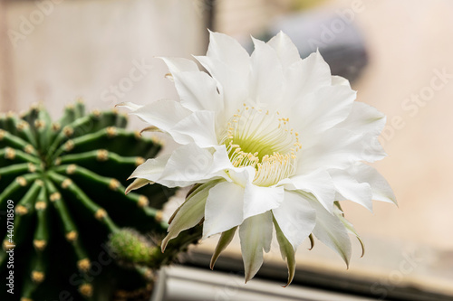 Cactus flower in the background of the window.