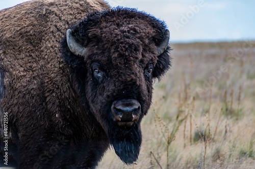 Wallpaper Mural American Bison in the field of Antelope Island SP, Utah Torontodigital.ca