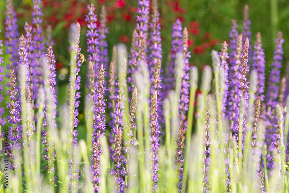 Obraz premium Closeup macro shot of beautiful purple lavender flowers in spring