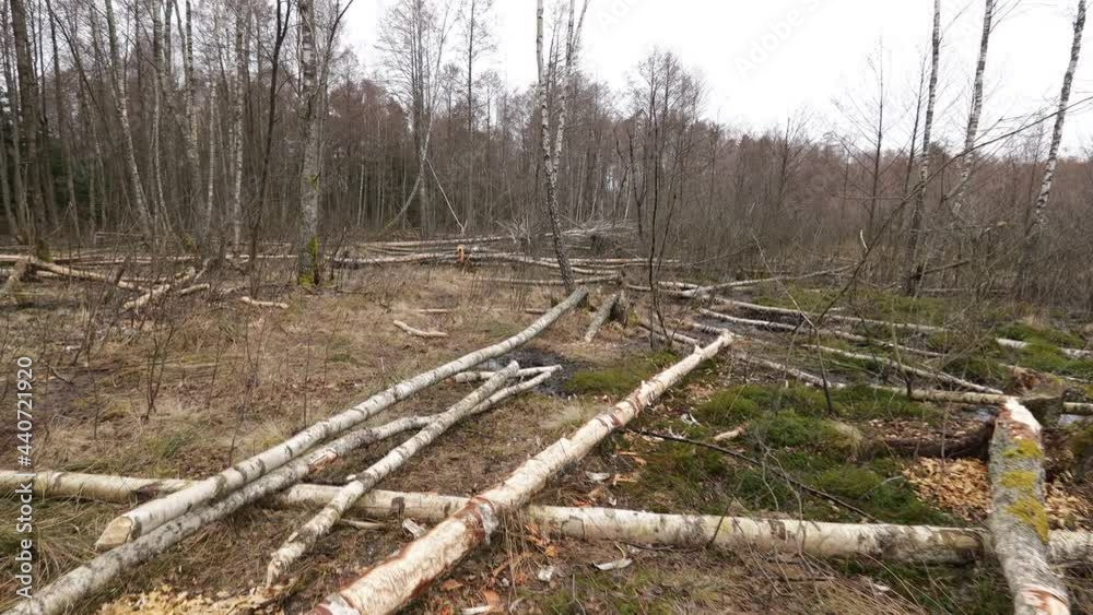 Beavers cut down trees in the forest. Damage to the timber industry concept.