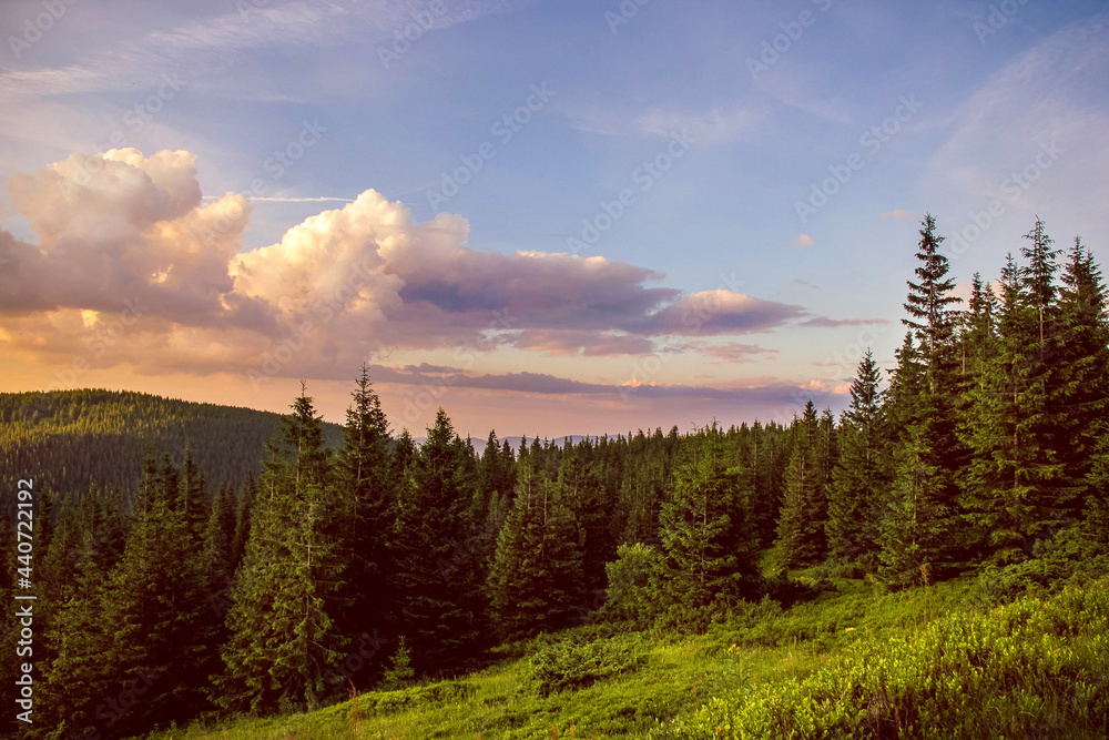 Spruce forest and glade against the background of mountains and cloudy sunset