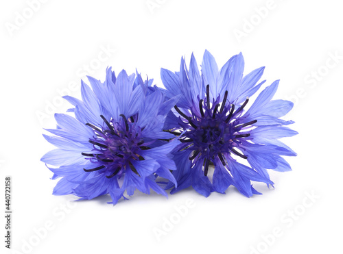 Beautiful light blue cornflowers isolated on white