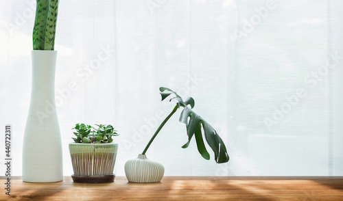 Small trees and green leaf in different shape of ceramic vases on wooden desk near bright window with sunlight shining through