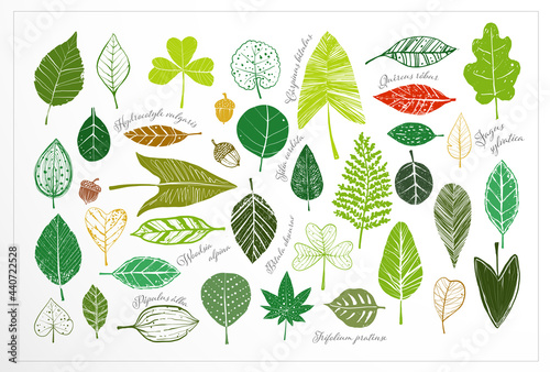 Colored doodle leaves and names of plants on white background.