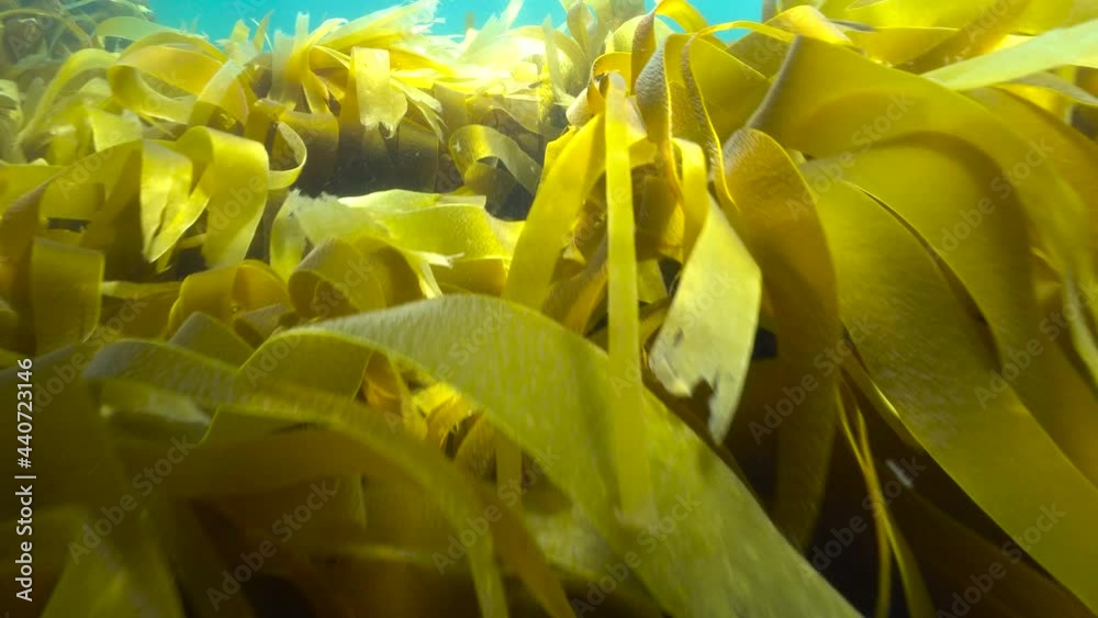 Laminaria kelp algae seaweeds underwater in the ocean, Atlantic, Spain, Galicia