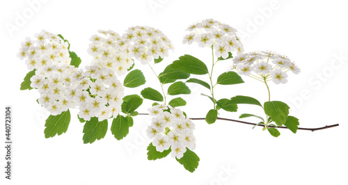 Spirea flowers photo