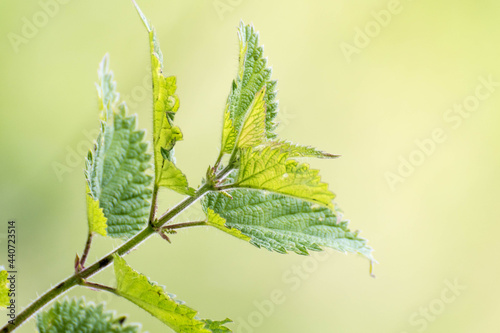 Macrofotografia de la planta ortiga