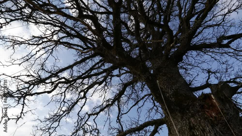 Bottom view of oak tree crown. Camera slowly spins making parallax efect. Bottom view of oak tree crown. Camera slowly spins making parallax efect.