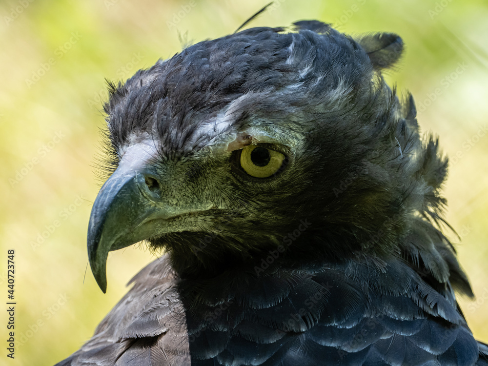 Fototapeta premium Adler
