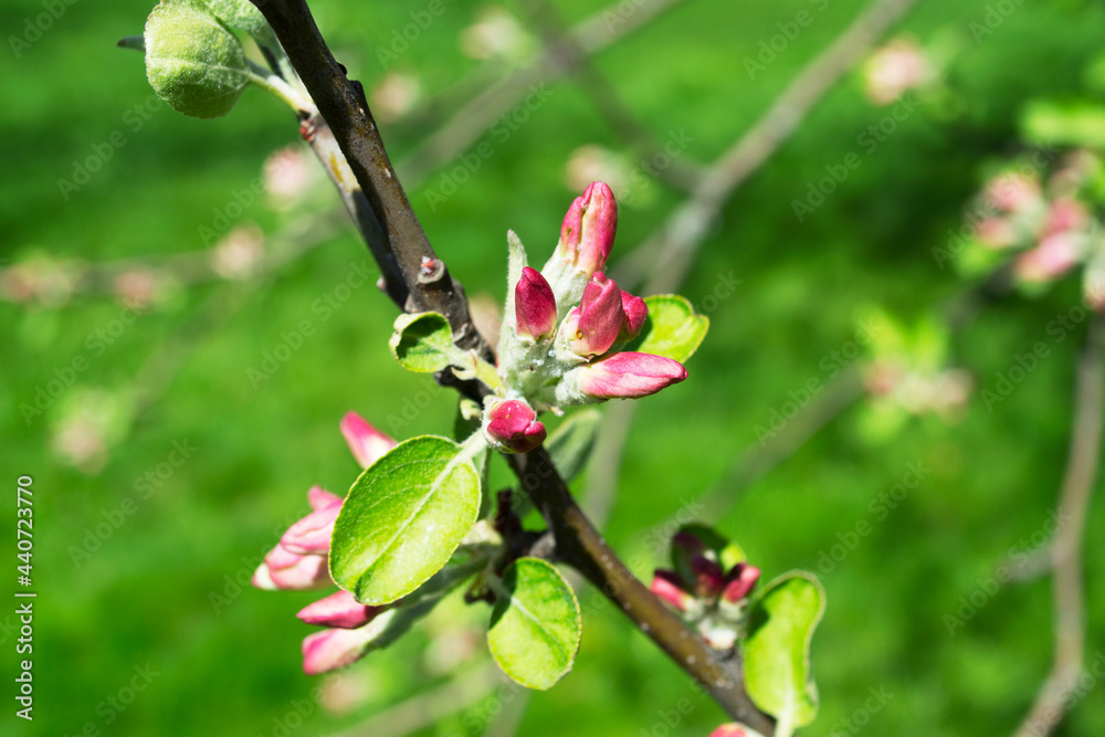 Apple blossoms bloom on the branches. Close up of apple flowers with defocus in the background Apple blossoms bloom on the branches. Close up of apple flowers with defocus in the background