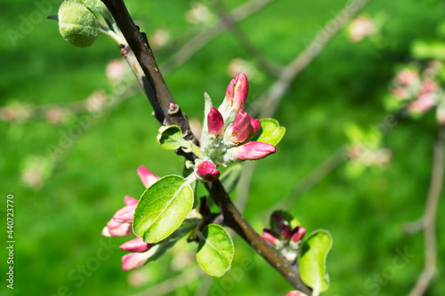 Apple blossoms bloom on the branches. Close up of apple flowers with defocus in the background