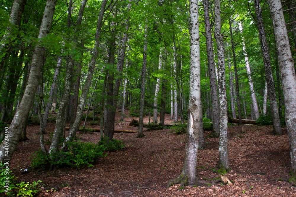 A wonderful grove of lush green trees and leaf cover in the spring in Abant Lake National Park. A wonderful grove of lush green trees and leaf cover in the spring in Abant Lake National Park.