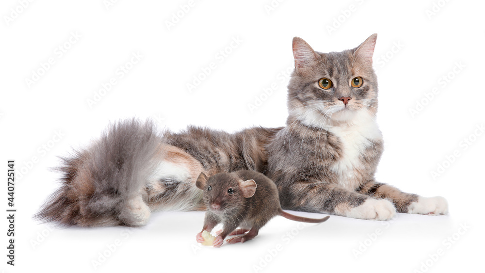 Cute fluffy cat and rat on white background. Lovely pets Cute fluffy cat and rat on white background. Lovely pets