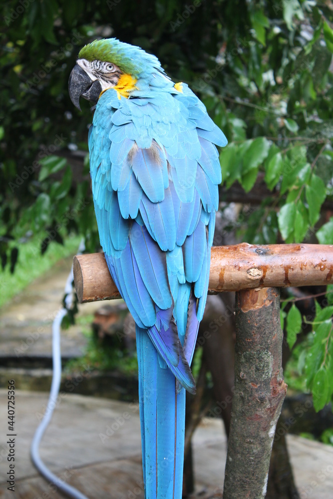 Obraz premium blue parrot