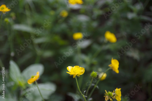 Wild flowers in Bolu, Abant national park. Meadow buttercup, Tall. Selective Focus Flower