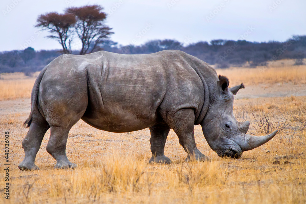 White Rhinoceros, Ceratotherium simum, Square-lipped Rhinoceros, Khama Rhino Sanctuary, Botswana, Africa White Rhinoceros, Ceratotherium simum, Square-lipped Rhinoceros, Khama Rhino Sanctuary, Botswana, Africa