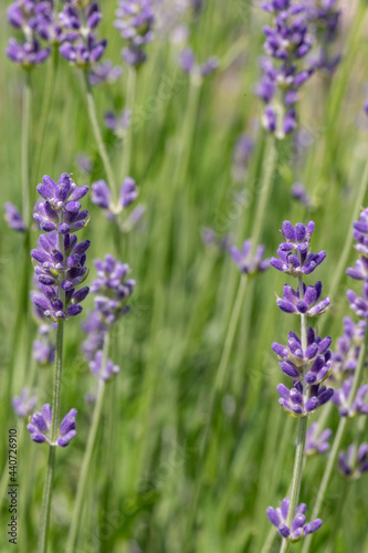 detail of violet blooming lavender plant © travelview